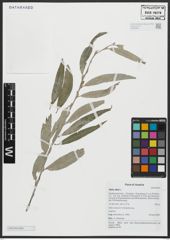 Foto von Salix alba L.